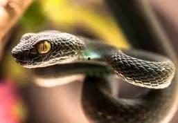 国产蛇怎么养狗新手视频,新手养狗视频教程解析