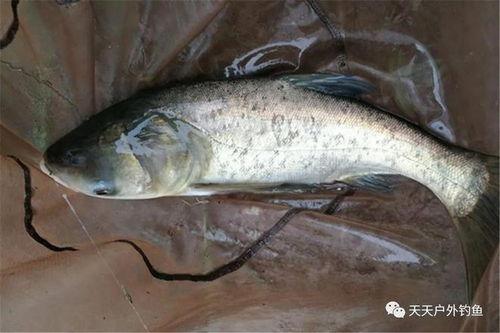 国产鲢鳙竿排行测评视频,性能与性价比的巅峰对决